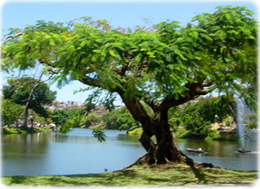 Arvore Salvador